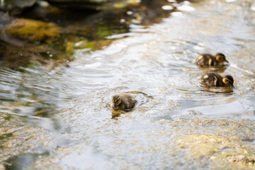 A wild mother duck stands protectively beside her fluffy ducklings in a serene natural setting. The attentive parent watches over her young as they stay close together. © Cristian