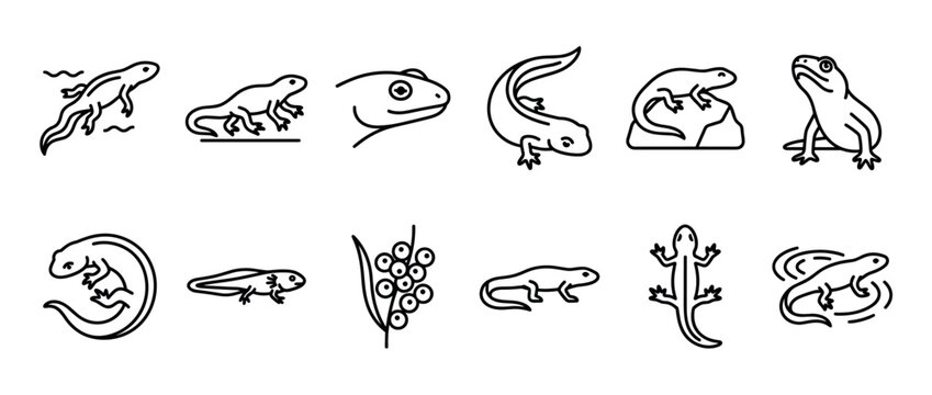 Newt salamander amphibian animal icons set depicting various life stages and poses of these fascinating aquatic and terrestrial creatures.
