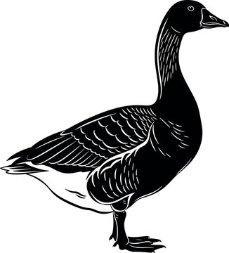 Detailed black and white vector illustration of a standing goose in vintage engraving style for nature and wildlife design projects.