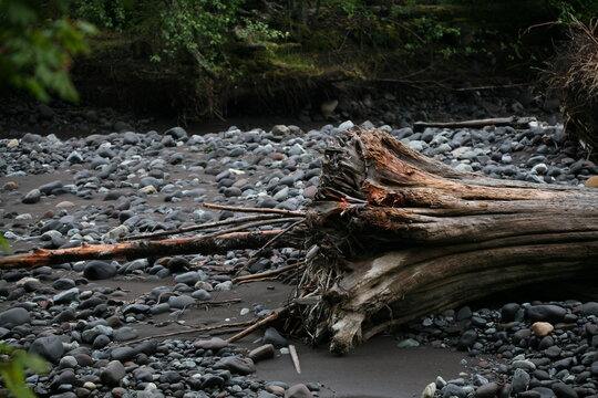 Mt Rainer National Park 