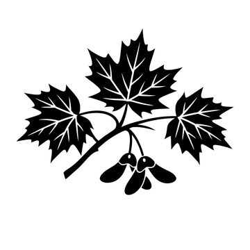 Black silhouette of a maple tree branch with leaves and samaras on white background