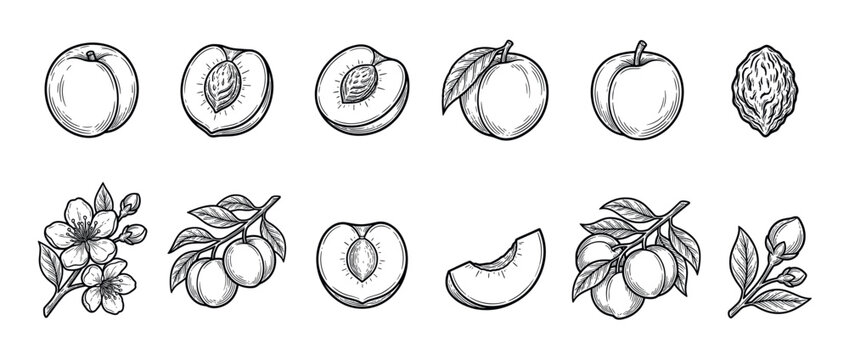 Peaches fruit, blossoms, and pit set in a detailed hand-drawn engraving style, perfect for botanical illustrations and food designs.