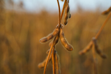 Fototapeta premium Cluster of ripe soybean pods on stem in cultivated field representing harvest season agriculture and sustainable crop production