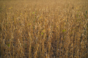 Fototapeta premium Ripe soybean plants drying in agricultural field before harvest, mature legume crop and modern farming concept