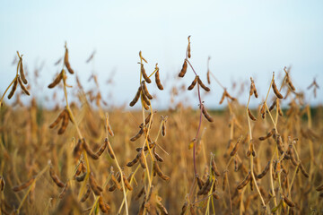 Fototapeta premium Dry soybean plants in a cultivated farmland field at the end of the growing season. Mature legume crops, sustainable agriculture