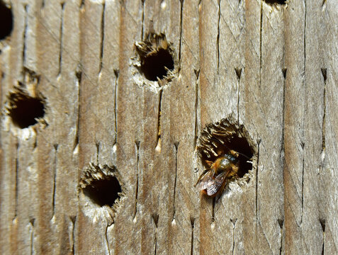 mason bees nesting in a bee hotel
