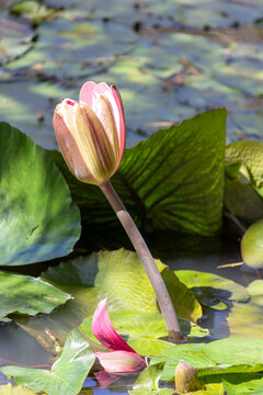 Aquatic Plants in Natural Lake