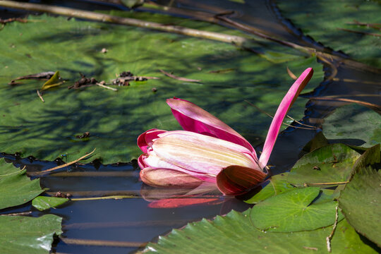 Aquatic Plants in Natural Lake