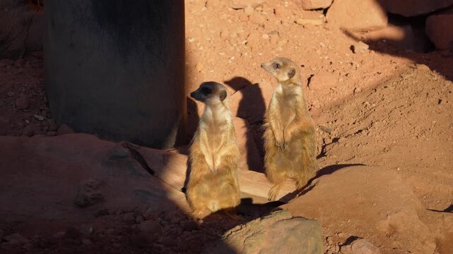 Meerkats are funny, cheerful little animals.