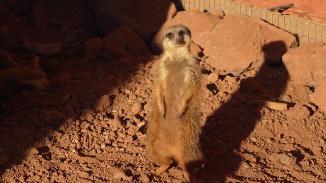 Meerkats are funny, cheerful little animals.