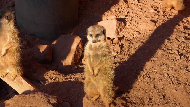 Meerkats are funny, cheerful little animals.