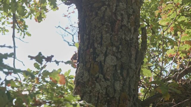 Butterflies collect moisture on an oak tree trunk against a blue sky in the bright sun.