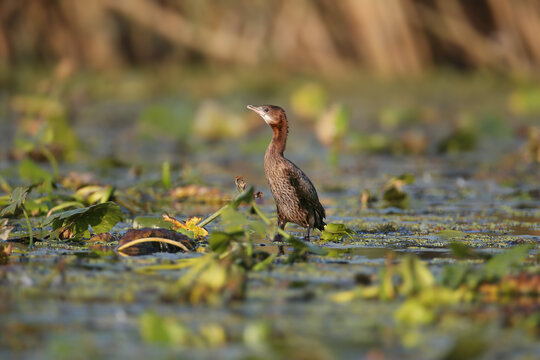 Pygmy Cormorant (Microcarbo pygmaeus) perched on aquatic vegetation, illuminated by soft morning light.