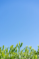 茶畑