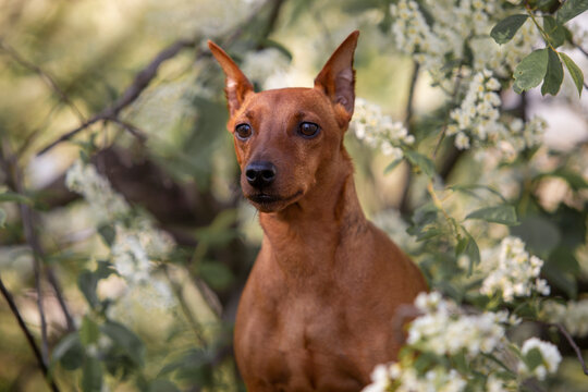 pincher dog, flower tree