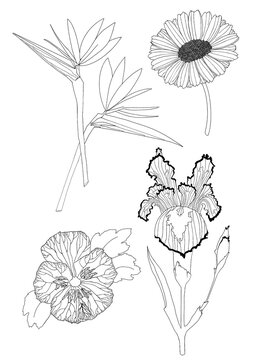 PNG de fondo transparente con ilustraci&oacute;n lineal de flores: iris, margarita, pensamiento y esterlicia. En blanco y negro.
