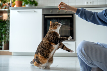 Interested playful cat stands upright trying to reach food from owner hand. Balance and curiosity during domestic animal feeding or training. Active pet playing with owner holding pet treat in kitchen © ingoodtime