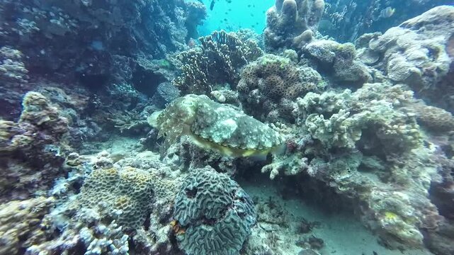 Cuttlefish gliding above a tropical coral reef. Close underwater footage of a camouflaged cephalopod moving through vibrant reef habitat in clear blue ocean water.