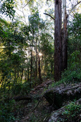 Fototapeta premium Scenic view of sunlight shines through the trees.