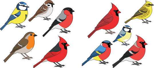 Vector Set of Colorful Songbirds Including Blue Tit, Robin, Cardinal, Finch, and Sparrow, Isolated on White Background for Nature, Wildlife, and Educational Designs © Lipon