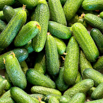 Fresh Stack Pile Green Pickling Cucumbers Pickles Seamless Tileable Food Pattern