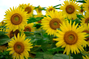Obraz premium Blooming sunflowers in a vibrant summer sunflower field