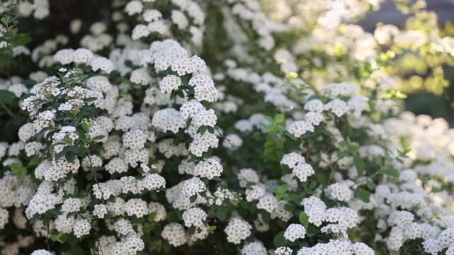 slo motion blooming white spirea in spring