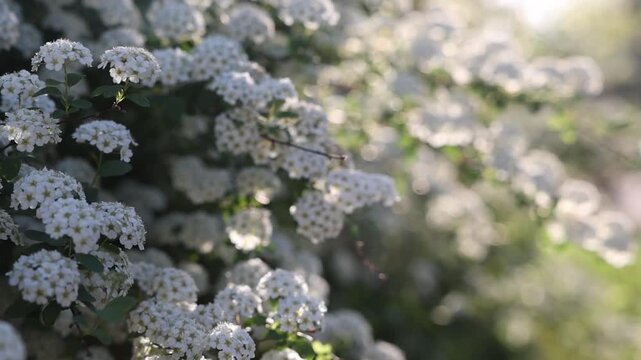 slo motion blooming white spirea in spring