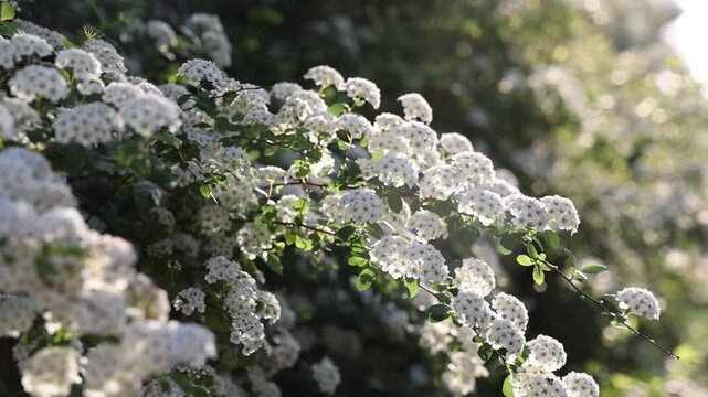 slo motion blooming white spirea in spring