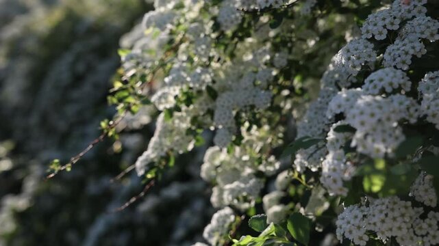 slo motion blooming white spirea in spring