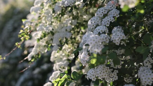slo motion blooming white spirea in spring
