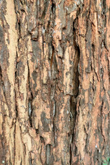 Obraz premium The texture of a mature tree trunk. The bark has deep, longitudinal grooves that create a rough, textured surface.