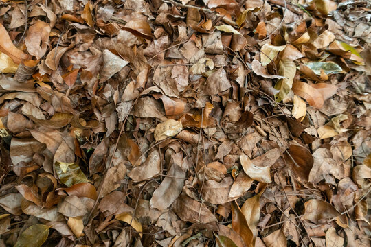 Dry brown leaf litter from trees. This natural soil texture is formed from the accumulation of fallen leaves in autumn.