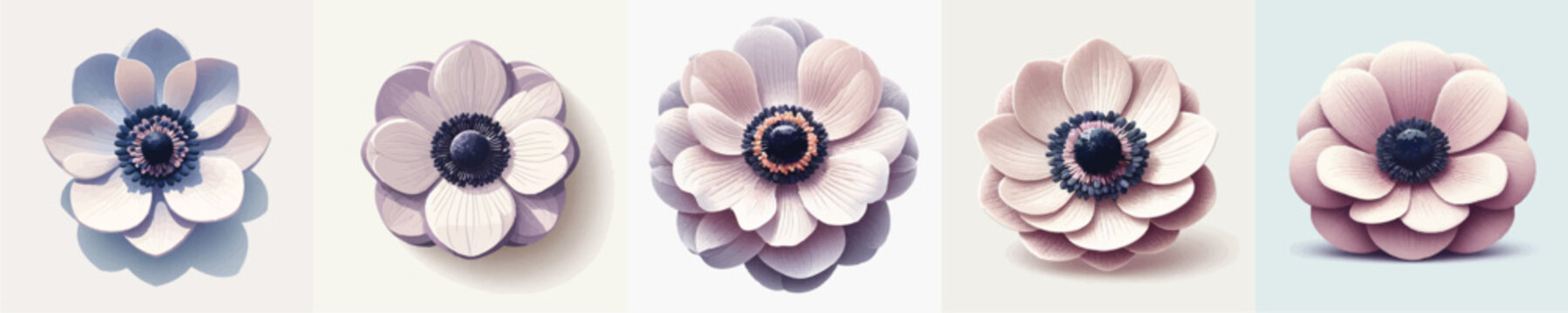 Vector of anemone flower