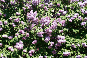 Obraz premium Blooming Lilac
