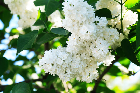Blooming Lilac