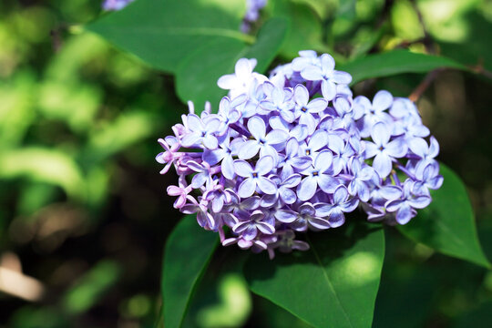 Blooming Lilac