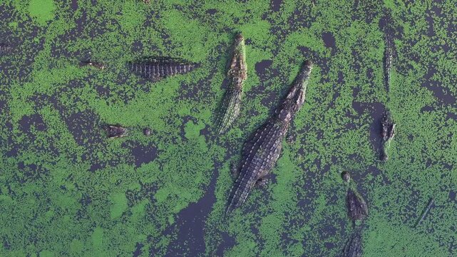 Many crocodiles are waiting for a Food. Feeding crocodiles with raw meat on the farm. Aerial Drone Shot WIldlife.
