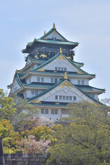 Naklejka premium 大阪城の桜