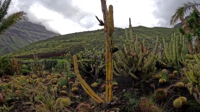 Ground view walking through a massive cactus forest with diverse species in dramatic light, Gran Canaria