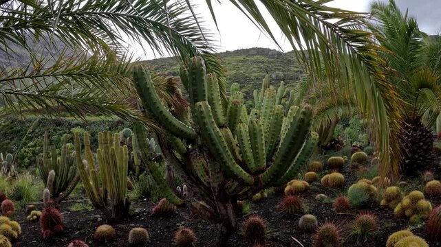 Ground view walking through a massive cactus forest with diverse species in dramatic light, Gran Canaria
