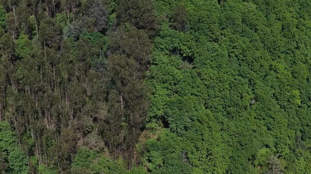Drone shot of eucalyptus monoculture vs. native oak forest in spring time, showcasing mankind stupidity and nature's beauty, Braga, Portugal.