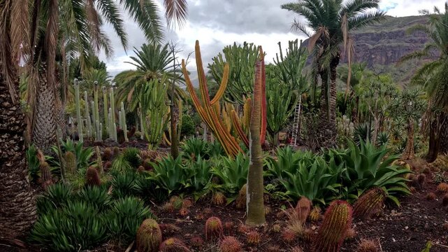 Ground view walking through a massive cactus forest with diverse species in dramatic light, Gran Canaria