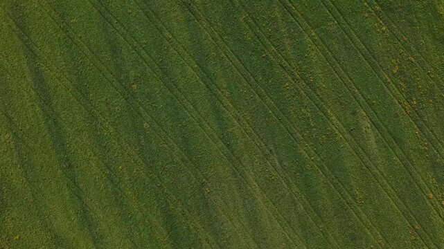 Aerial view of a verdant field, the vivid green contrasting with linear tracks carved into the landscape, creating a textured tapestry, Braga, Portugal.