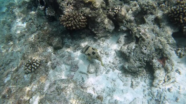 The black-blotched porcupinefish (Diodon liturosus), also known as shortspine porcupinefish, is a member of the family Diodontidae. It is found in the tropical and subtropical waters 