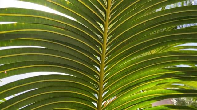 Cycad or Cycas circinalis, Queen sago tropical plant green leaves close up, 4K.	