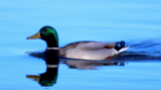 Male Mallard Duck Swimming in Calm Blue Water with Perfect Reflection - Wildlife Nature Footage