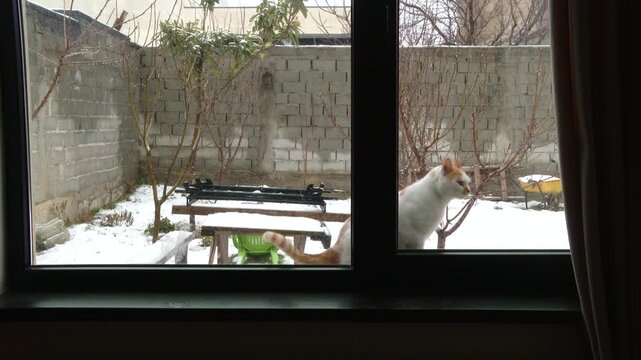White cat meowing outside window in winter snow