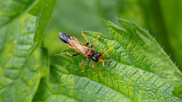 Bio Diversity - Tenthredo campestris Special Wasp with great Details