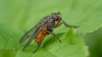 Naklejka premium Bio Diversity - Phaonia subventa - Special Fly with Orange Back like a Bee